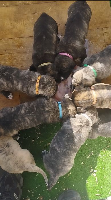 Преса Канарио Presa Canario