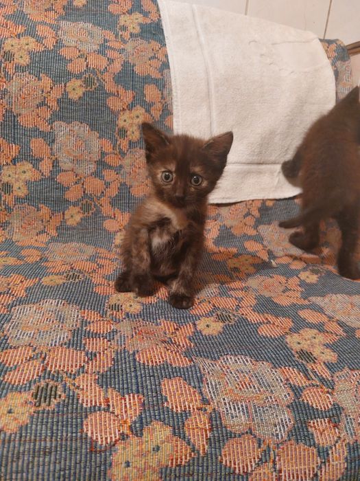 Отдам котёнка в добрые руки