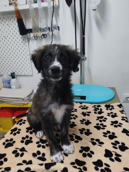 Мъжко кученце на 3 месеца, търси спешно дом или приемна грижа