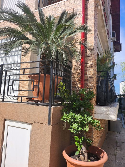 Vand 1 portocal+1 palmier Cycas