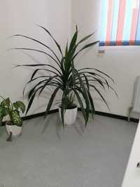 Продам комнатной растение