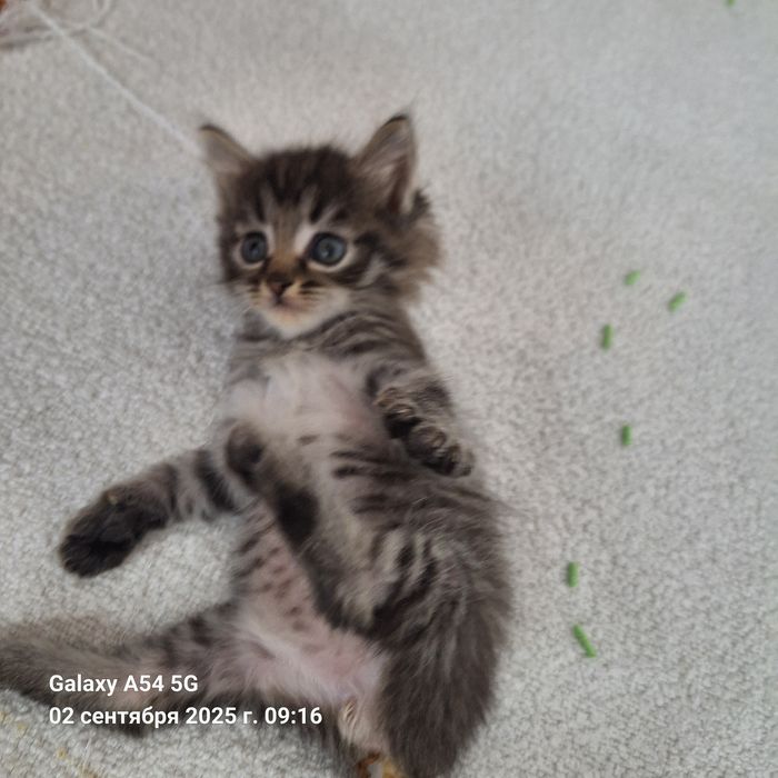 Отдам в добрые руки