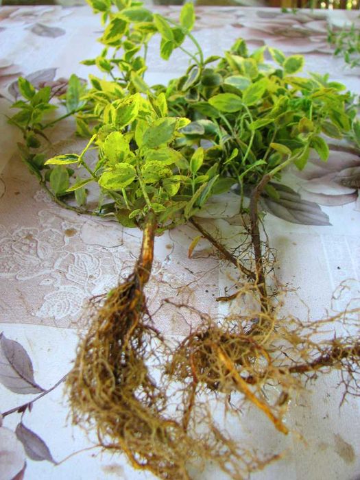 Радиканс - 3 вида вечнозелен жив плет (ПРОМО: 1,10 лв.–0,80 лв.)