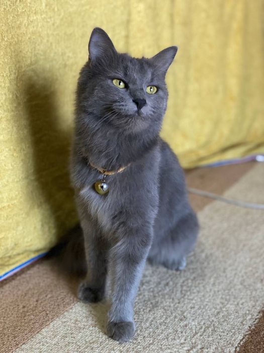 HADIYA. Отдам в добрые руки