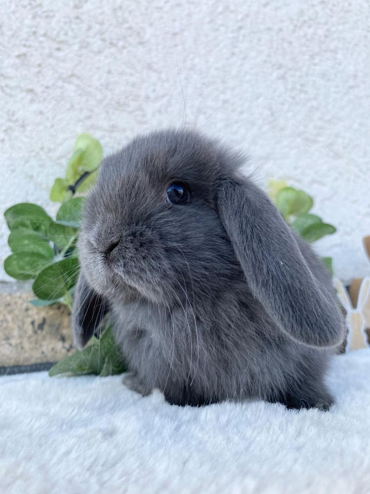 Iepuri pitici de companie berbec pitic/mini lop/hollan lop