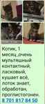 Котенок в добрые руки