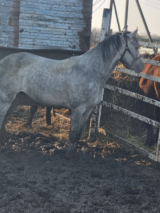 Жеребец Орловец Чистопородный