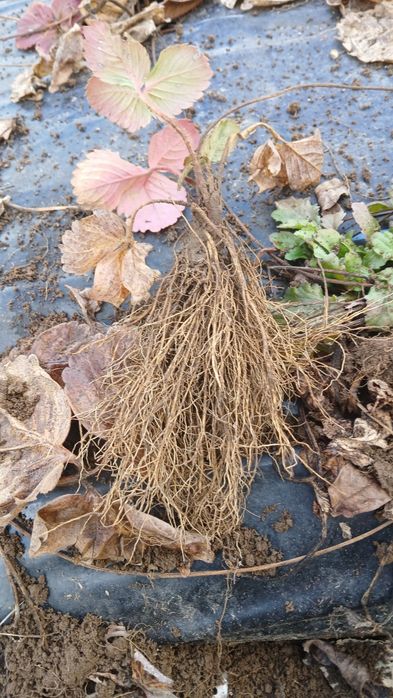 Качествен разсад ягоди български