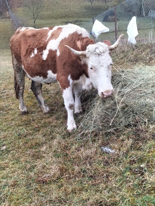 Vaca bălțată de vânzare