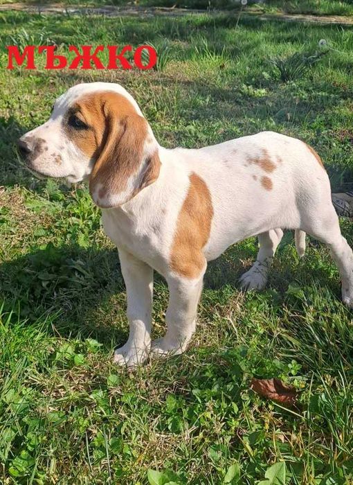 Малки ловни кучета