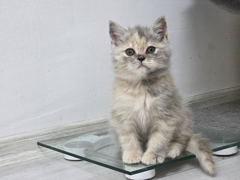 Британски късокосмести котета