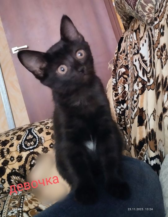 Отдам котёнка в добрые руки!