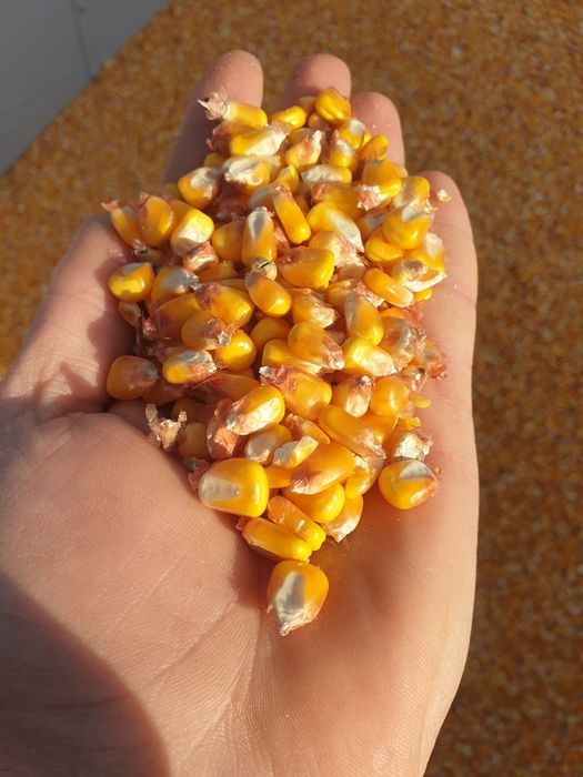 porumb de vanzare  1.1 lei kg