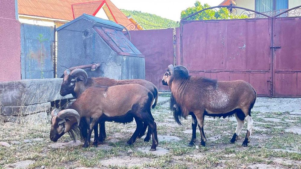 Berbec\oaie Camerun de vanzare