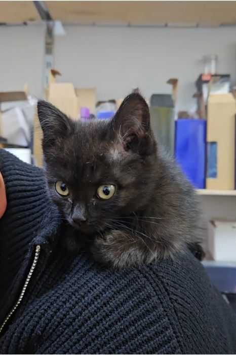 Отдам в хорошие руки.  Котёнок добрые руки