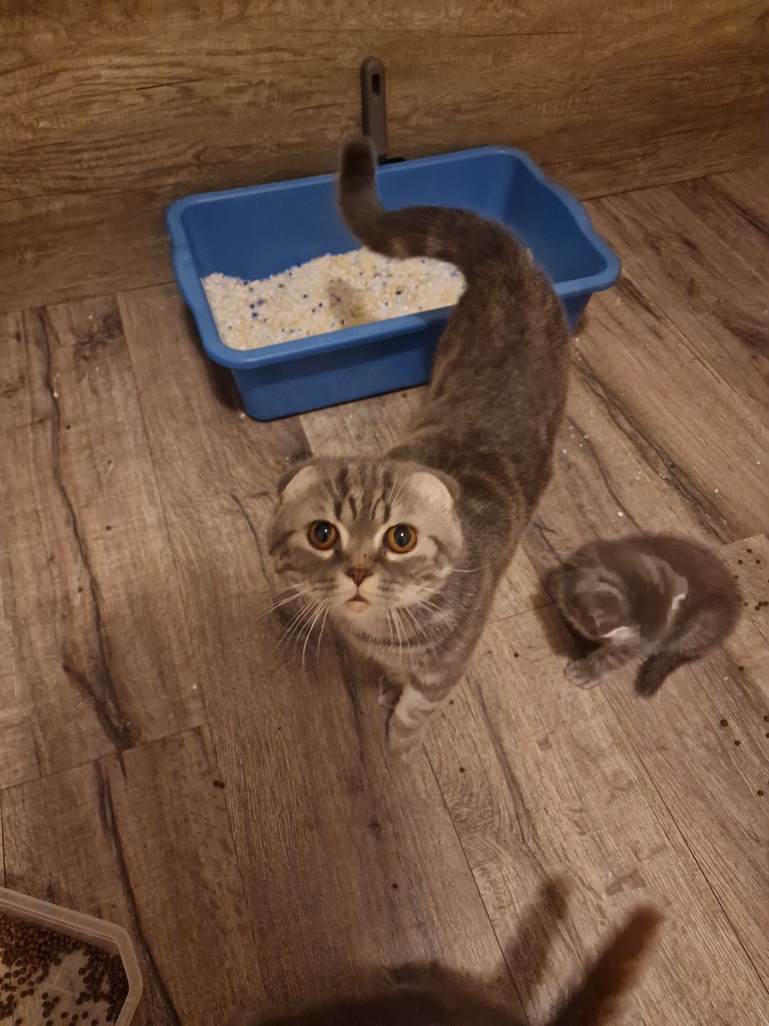 Британски клепоух котарак
