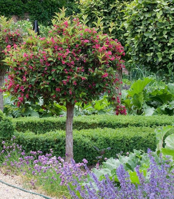 Weigela All Summer Monet"Copac