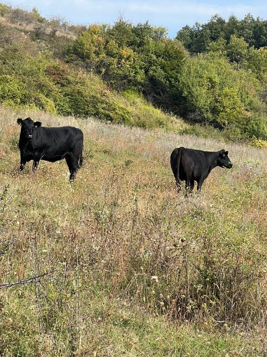 Vand vaci Aberdeen Angus