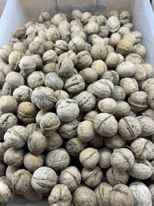 Грецкий орех грецкие орехи жаңғақ
