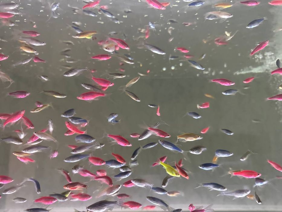 Ассалому алайкум хаммага данйо баликлар бор.