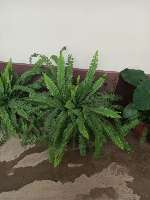 Комнатные  растения