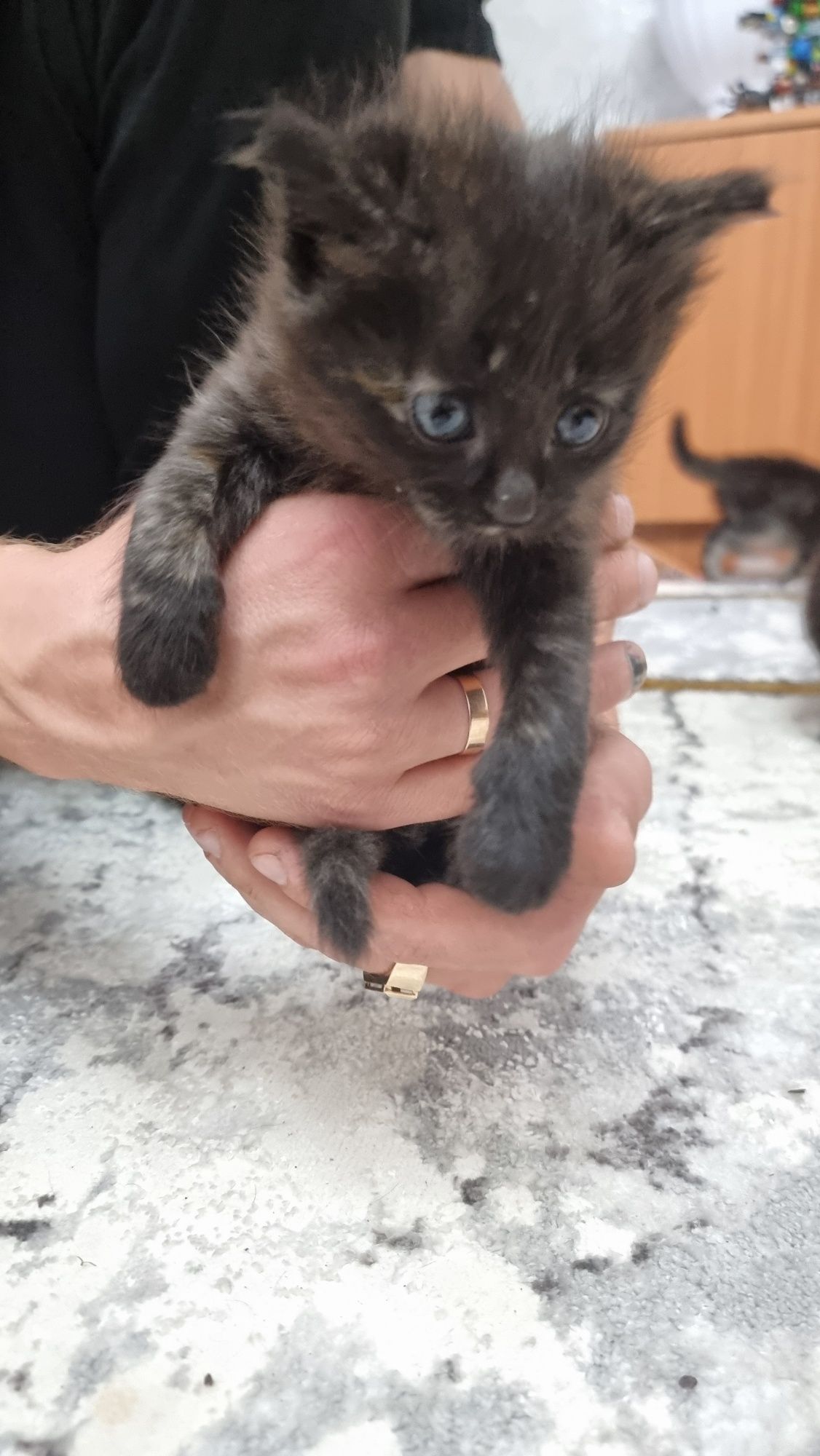 Отдам котят в добрые руки