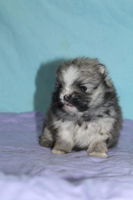 Шпицы эксклюзивного окраса с документами