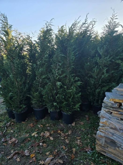 Vând plante ornamentale tuia smarand tuia Leylandii