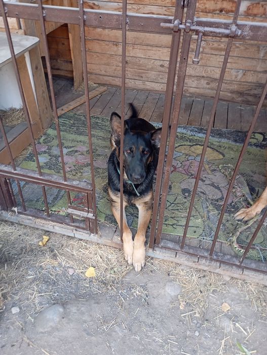 Продам немецкую овчарку