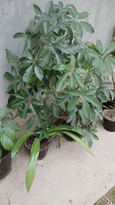 Xona Gullari sotiladi