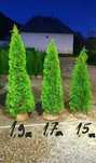 Plante ornamentale aclimatizate de orice specie copaci conifere