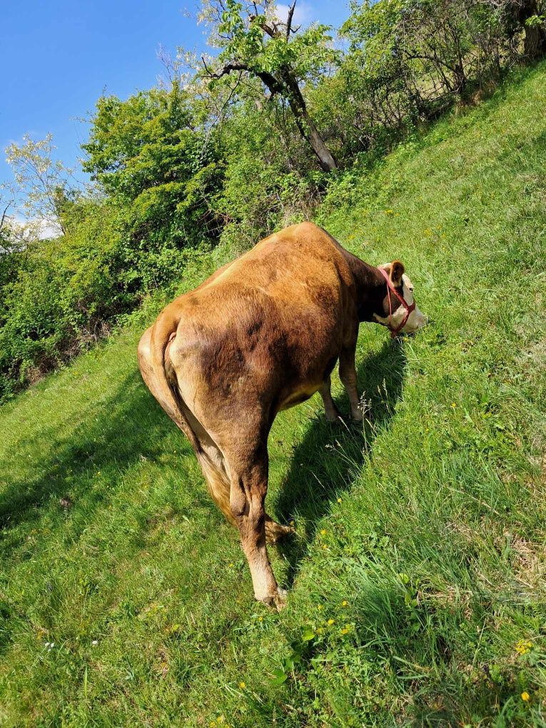 De vânzare vacă de lapte