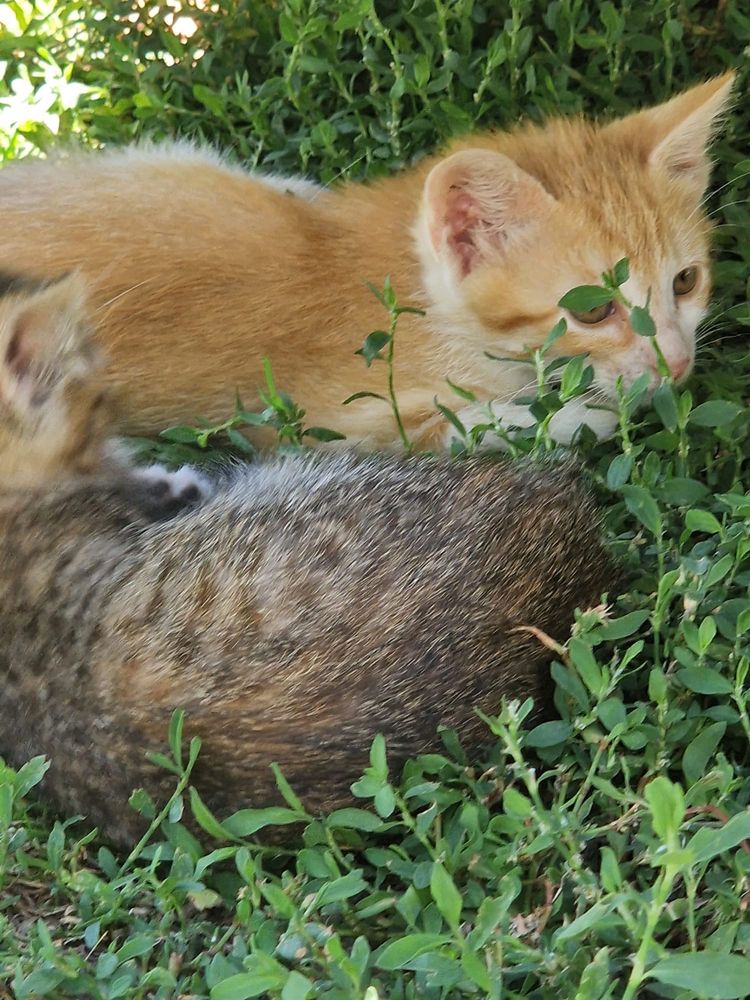Pisoiasi pentru adoptie