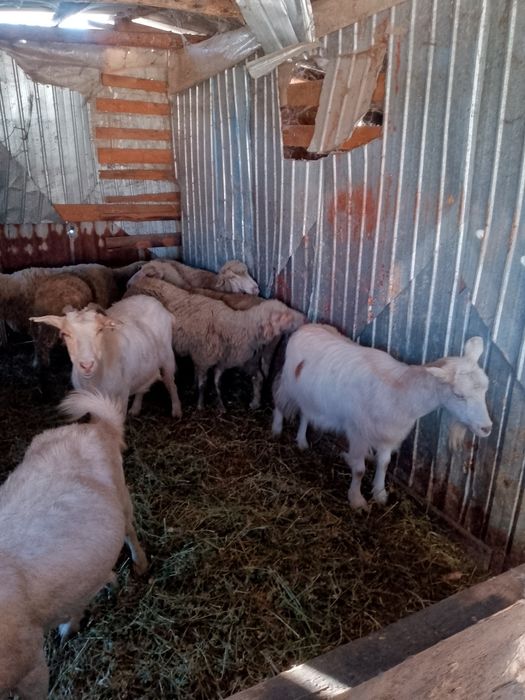 Când 5 oi și 4 capre bune grase  350 bucata una peste alta