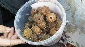 Бурнаки свежие,самое эффективное средство от Гайморита мұрынды емдиды