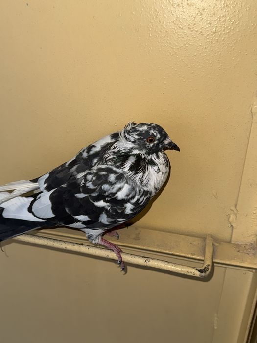 Kabutar donasi 50 mingdan