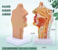 Муляж для лор сагитальный разрез нос, рот, глотки 

В наличии есть 

Ц