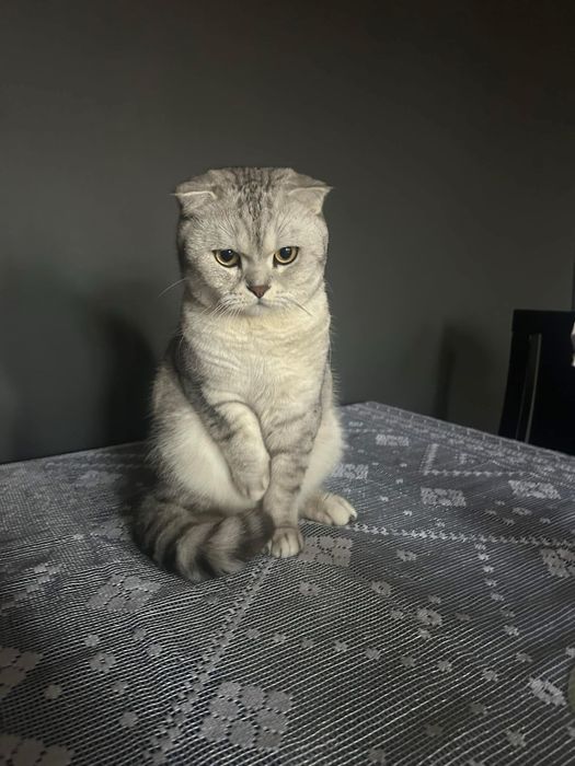 Пухкави игриви момченца