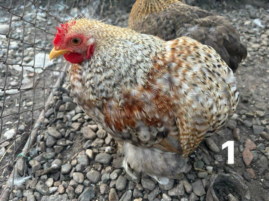 Cocoșei cochinchina pitic kennfarbig
