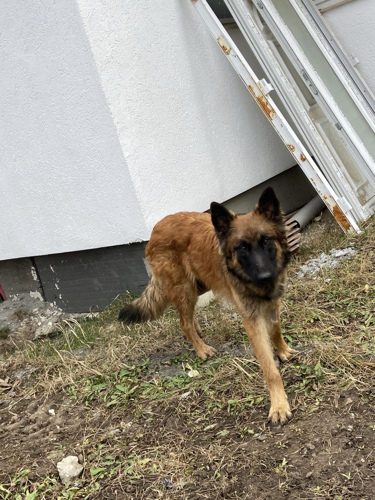 DONEZ metis Malinois