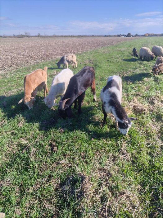 Vând 12 capre cu lapte și 1 tapv