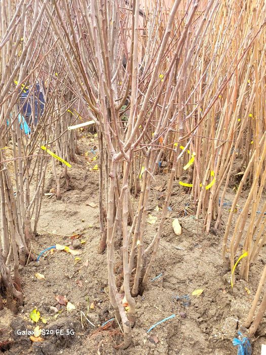 Pruni altoi cu fructe mari, Top Taste Top Hit Centenar Renglot