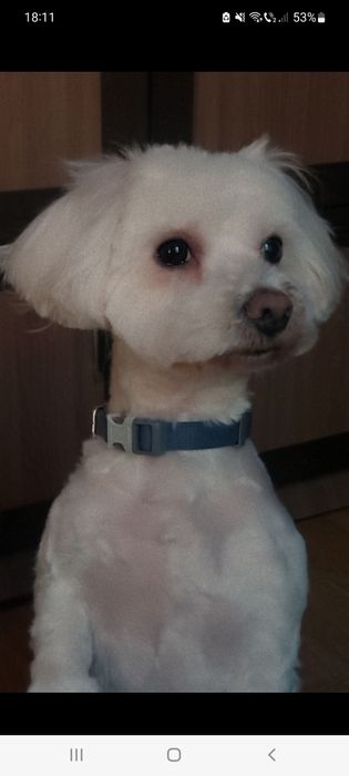 Dau spre adopție catel