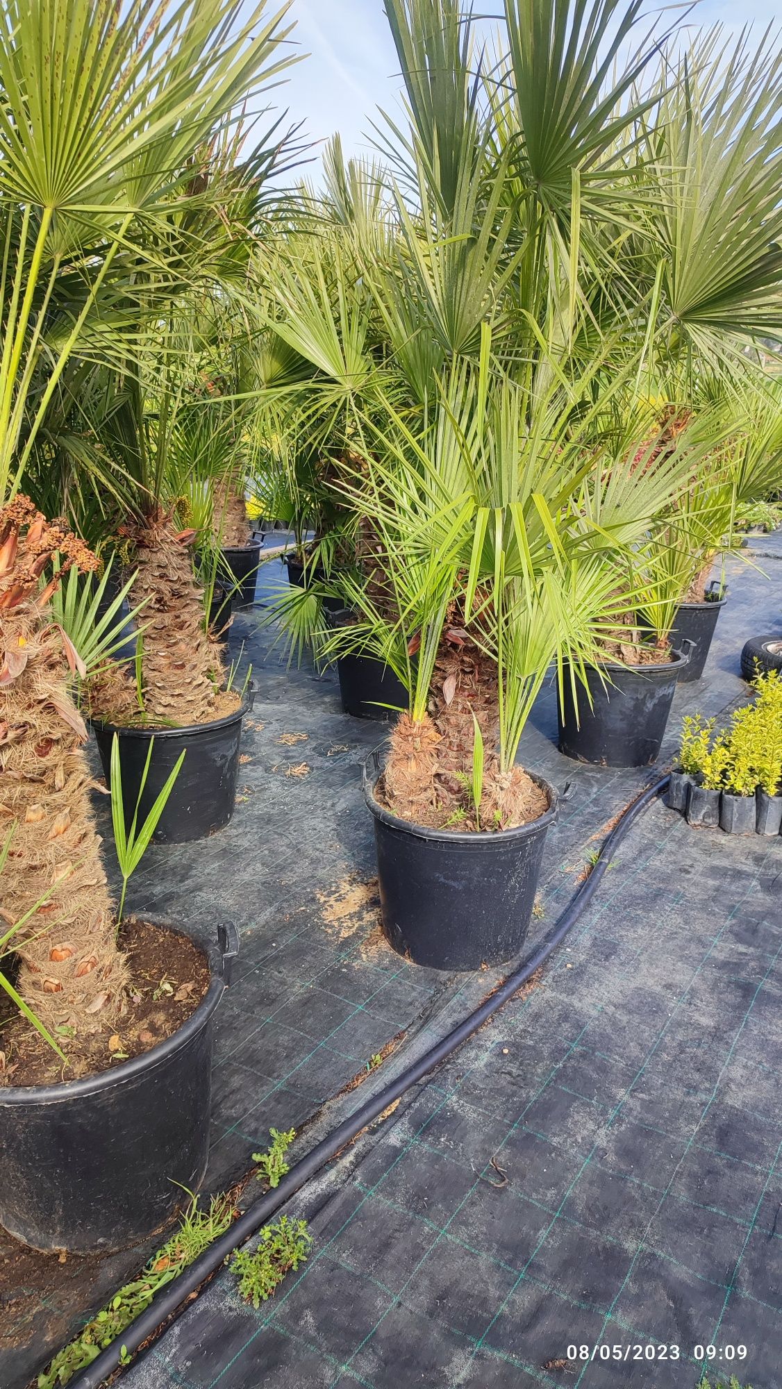 Студоустойчиви палми Трахикарпус (Trachycarpus fortunei