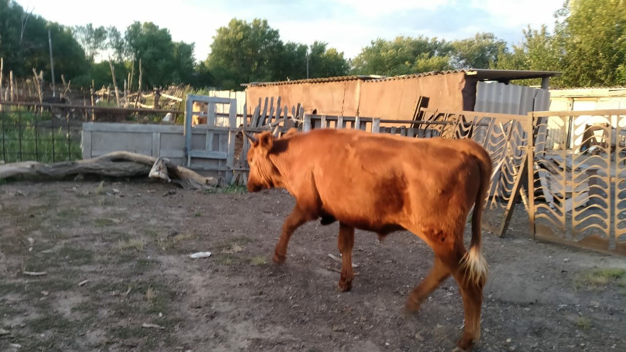 Семіз тай өгіз сатылады