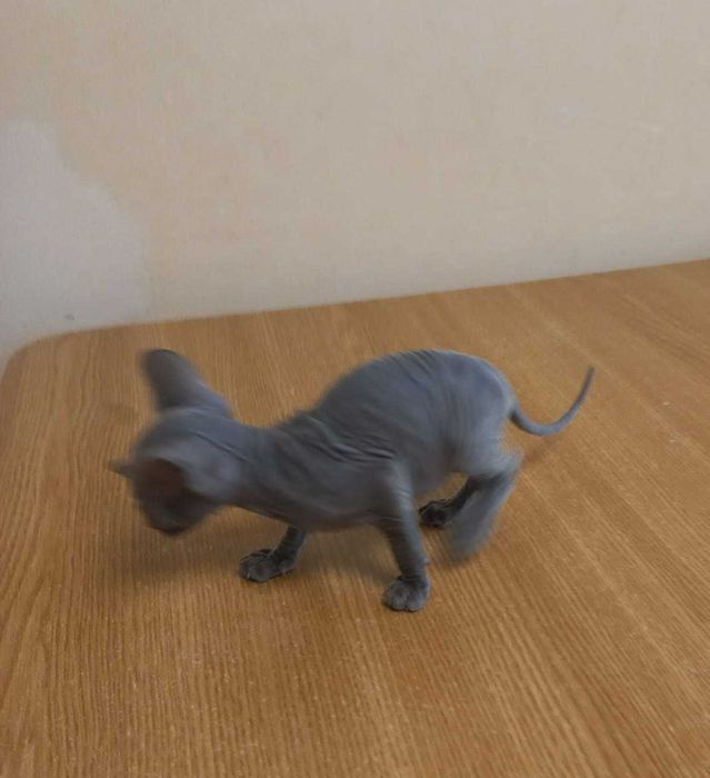 Vand pui pisica sphynx