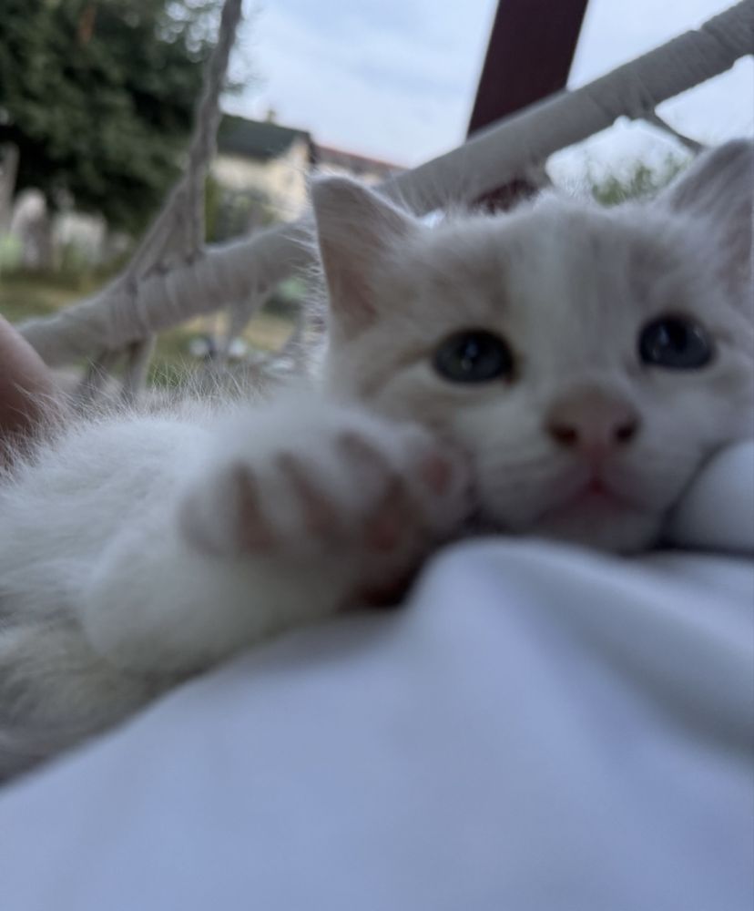 Подарявам малки котенца