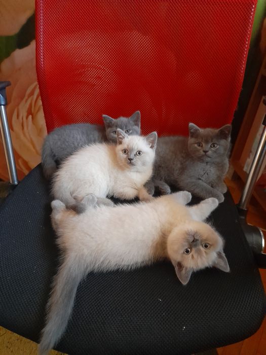 Pui British Shorthair