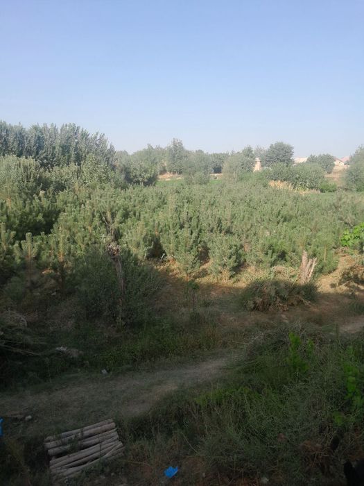 Archa gullar sotiladi