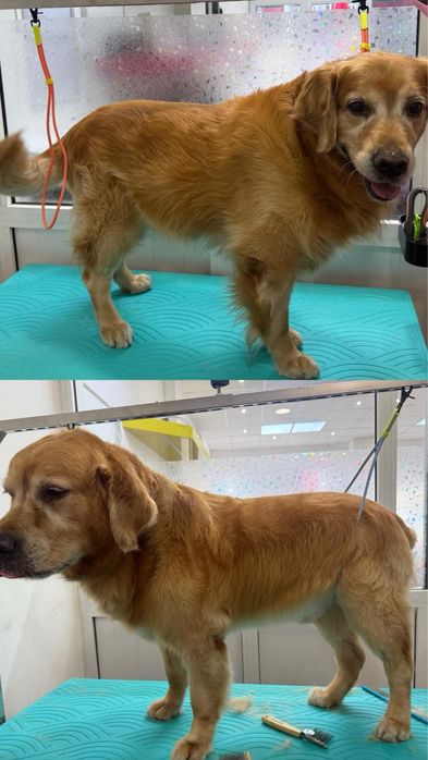 Груминг салон